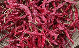 Syngenta 5531 Chilli